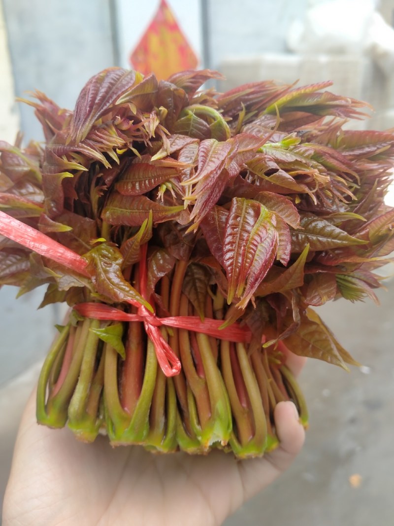 新鲜香椿芽大量上市中，欢迎新老客户前来订购……