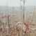新鲜香椿芽大量上市中，欢迎新老客户前来订购……