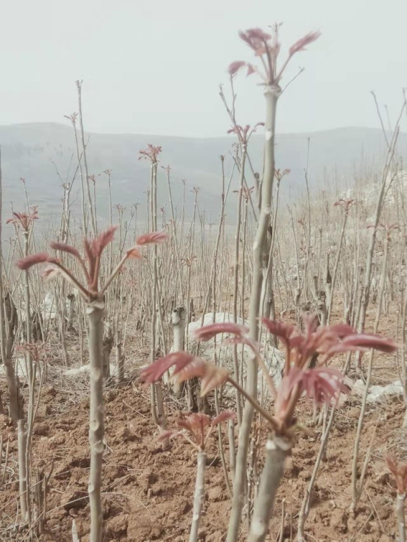 新鲜香椿芽大量上市中，欢迎新老客户前来订购……