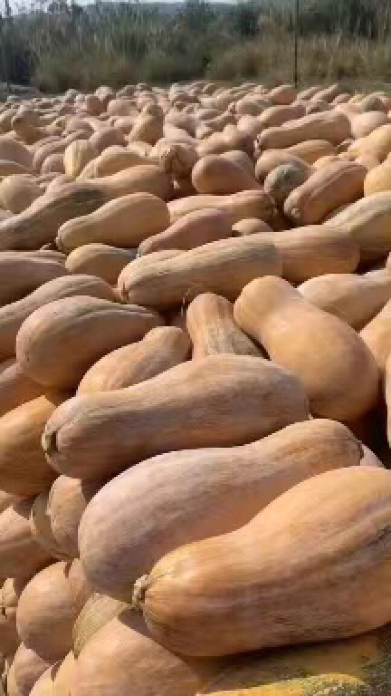【热卖】蜜本南瓜精品货电商货产地直供量大从优