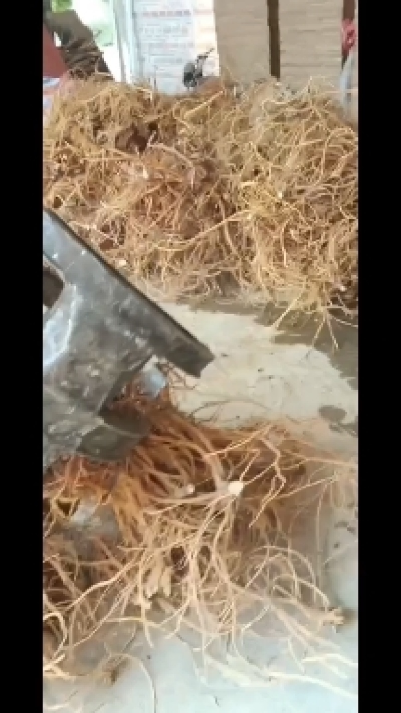五指毛桃大量供应