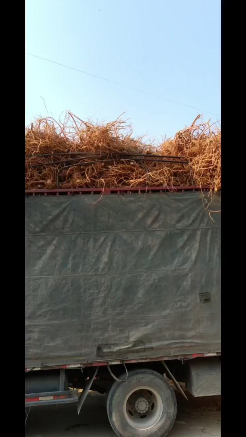 五指毛桃大量供应