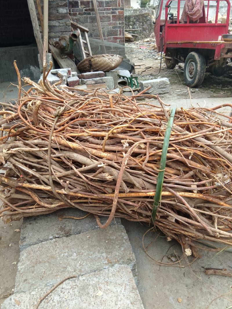 五指毛桃大量供应