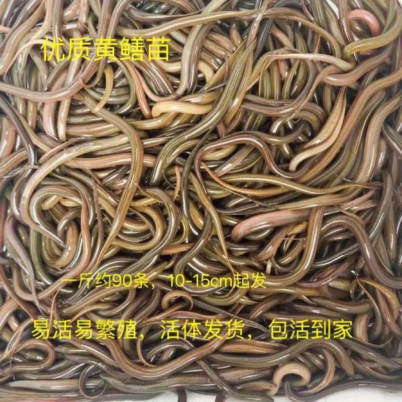 【黄鳝苗】苗场直供保成活率抗病毒成长快品质有保证