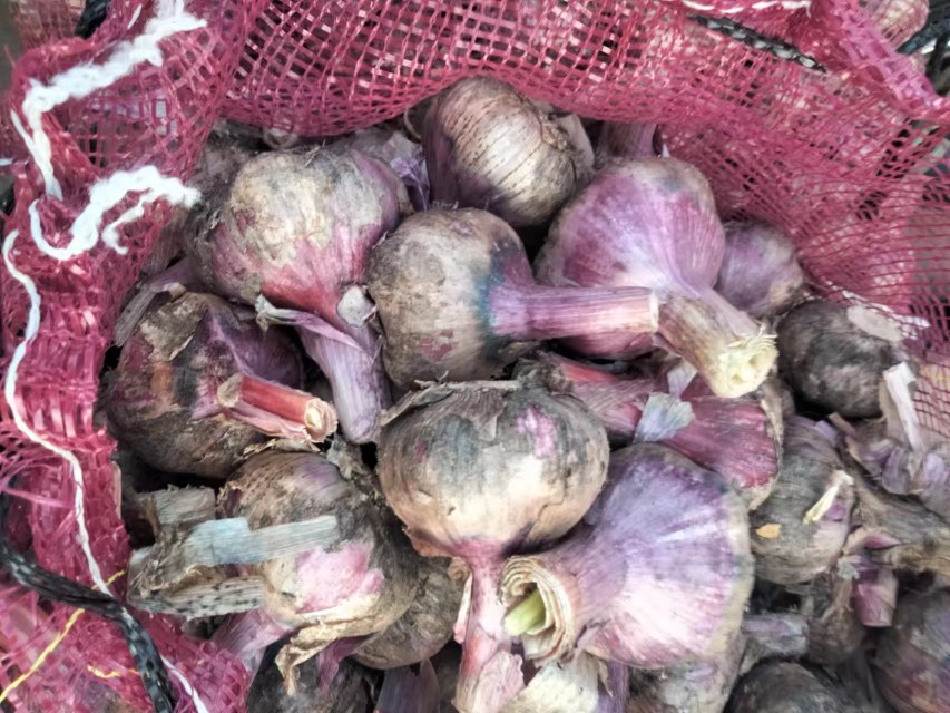 紫皮大蒜选购图