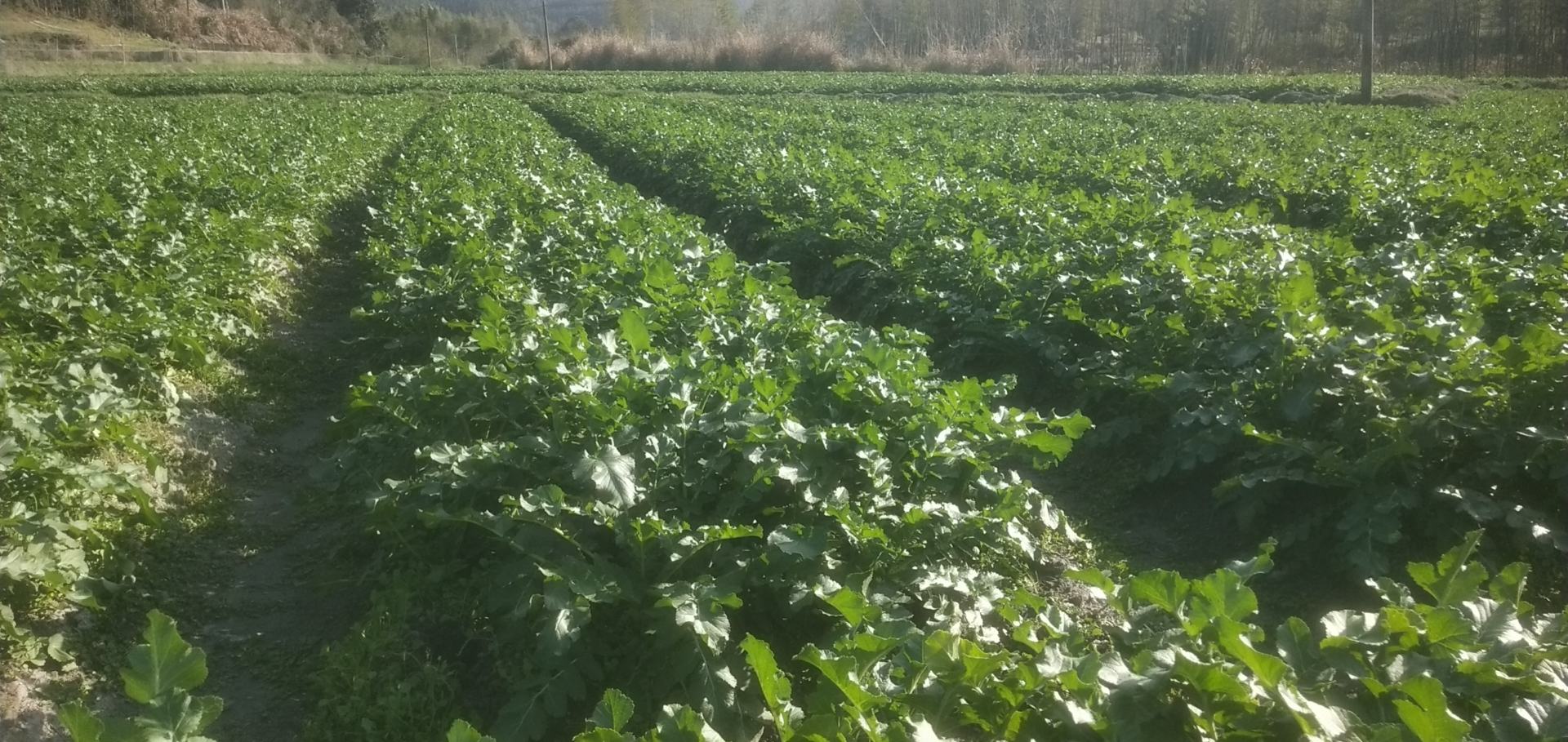 一片广阔的白萝卜种植田,土壤疏松,绿叶茂盛,部分白萝卜露出地面,农民正在田间采摘,阳光明媚,展现农产品源头的新鲜与生态 白萝卜种植田地