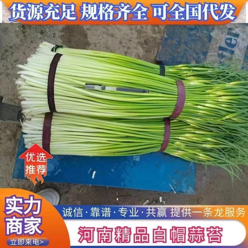 白帽蒜苔大量上市了蒜薹长度70公分产地专业代办无费用