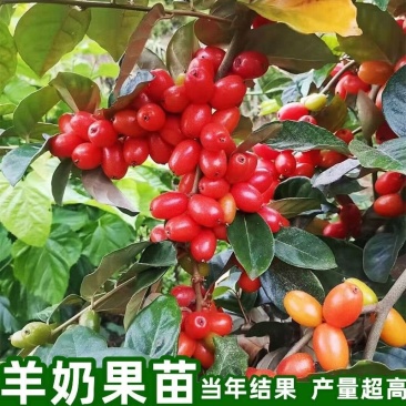 德甜二号羊奶果树苗纯甜羊奶果苗盆栽地栽庭院种植带土带叶