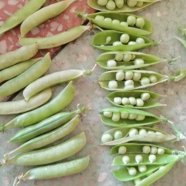 湖北襄阳豌豆荚预订中…颗粒饱满，货源充足