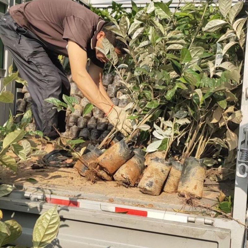 德甜二号羊奶果树苗纯甜羊奶果苗盆栽地栽庭院种植带土带叶