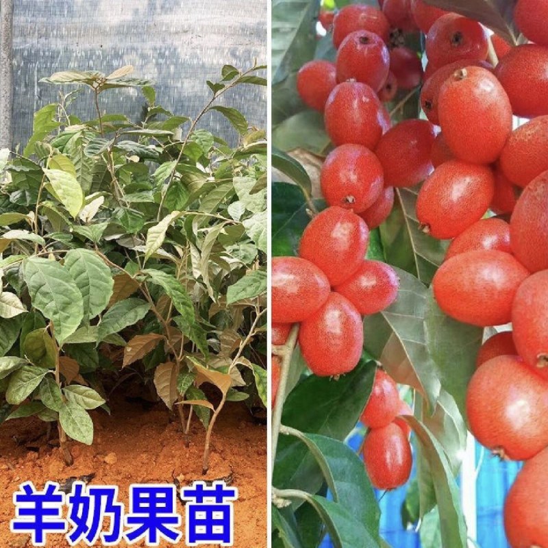 德甜二号羊奶果树苗纯甜羊奶果苗盆栽地栽庭院种植带土带叶