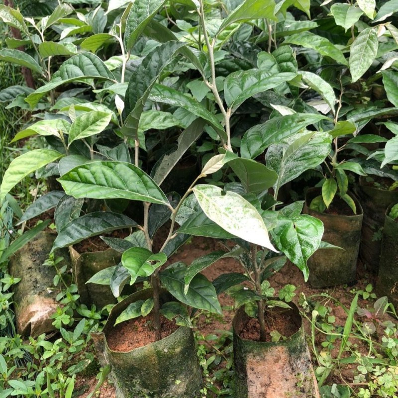德甜二号羊奶果树苗纯甜羊奶果苗盆栽地栽庭院种植带土带叶
