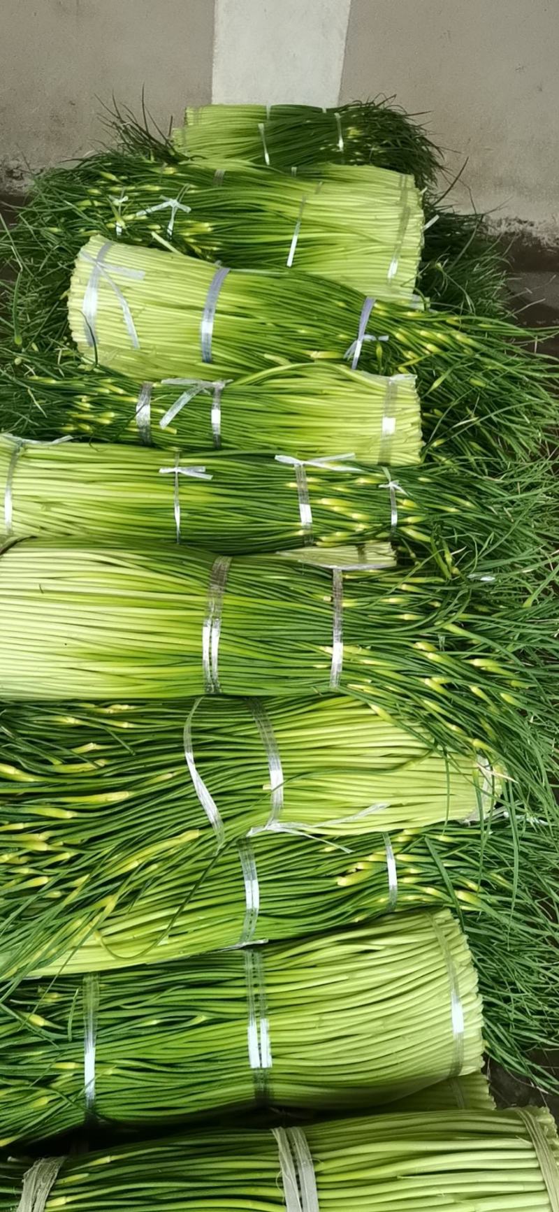 无公害食品精品蒜苔