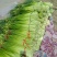 白帽蒜苔蒜薹长度70公分大量供应产地直发质量保证