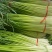 白帽蒜苔蒜薹长度70公分大量供应产地直发质量保证