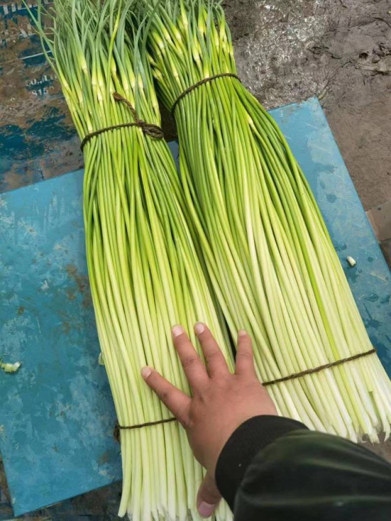 白帽蒜苔蒜薹长度70公分大量供应产地直发质量保证