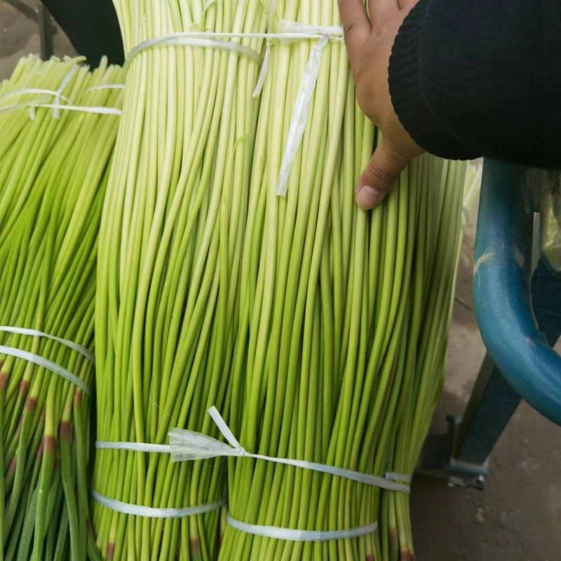 白帽蒜苔蒜薹长度70公分大量供应产地直发质量保证