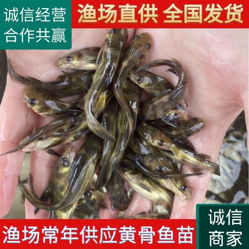【黄骨鱼苗】保成活抗病毒高产生长快品质有保证