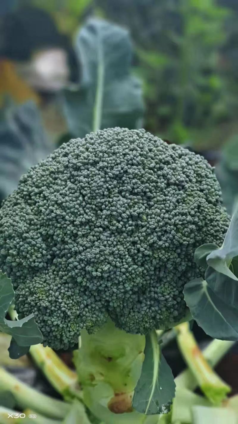 精品西蓝花，一手货源，量大从优，价格美丽