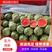 【推荐】新疆西瓜甜王西瓜代办甜度高一手货源可视频