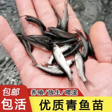 【青鱼苗】精品青鱼苗量大从优质量保证提供养殖技术