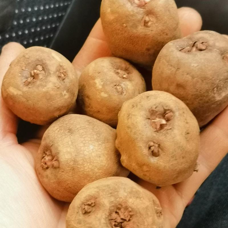 魔芋种子，—丽江魔芋一代种提供技术产地直发欢迎采购