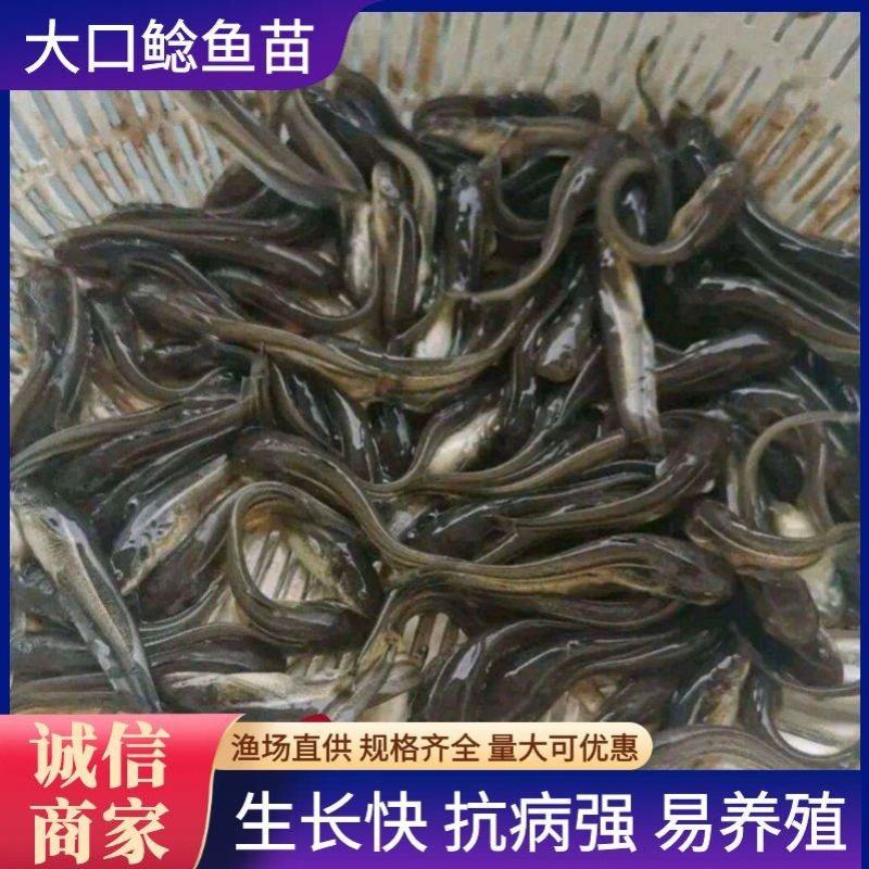 【鲶鱼苗】大口鲶鱼苗，货量大，种类齐全欢迎咨询下单