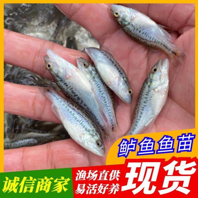 【鲈鱼苗】渔场直供量大从优包成活提供技术跟踪指导