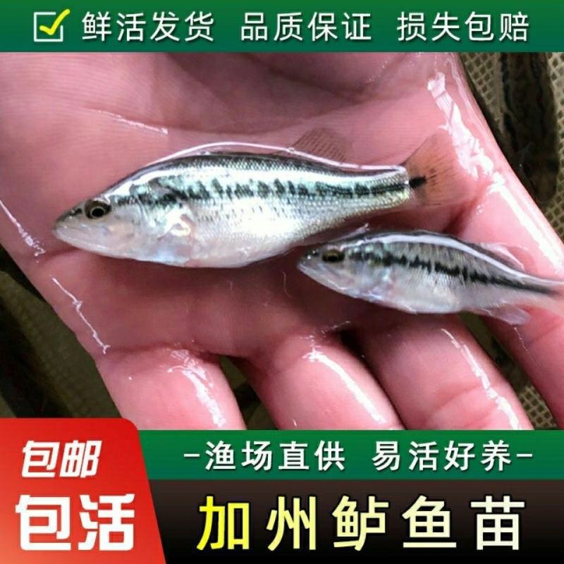 【鲈鱼苗】渔场直供量大从优包成活提供技术跟踪指导