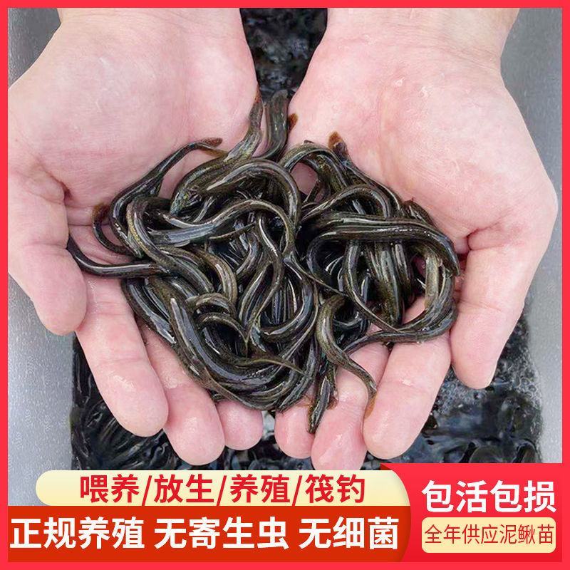 【泥鳅苗】泥鳅苗包成活提供技术跟踪服务量大从优质量保证