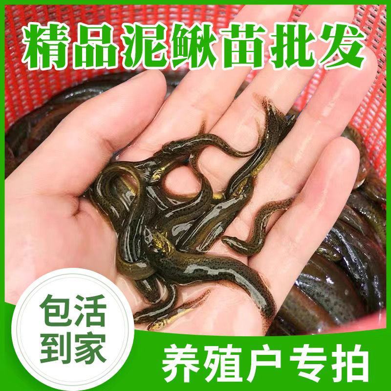 【泥鳅苗】泥鳅苗包成活提供技术跟踪服务量大从优质量保证