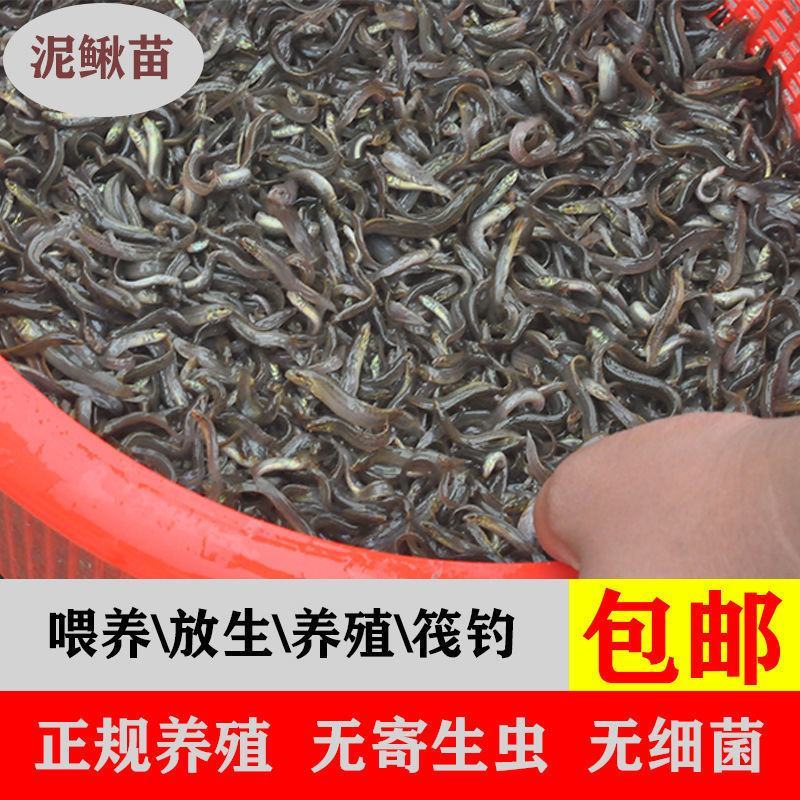 【泥鳅苗】泥鳅苗包成活提供技术跟踪服务量大从优质量保证