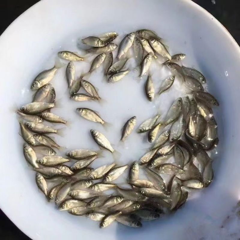 鲫鱼苗优质鱼苗，中科三号鲫鱼苗，全程技术指导服务