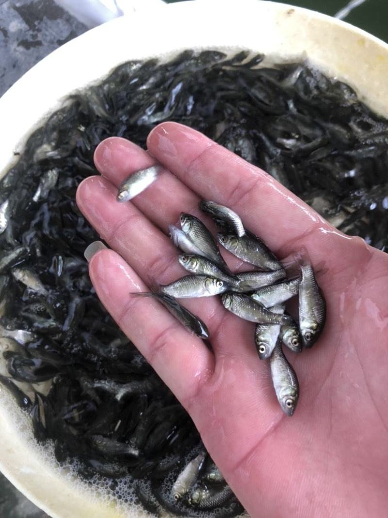 鲫鱼苗优质鱼苗，中科三号鲫鱼苗，全程技术指导服务