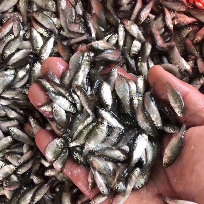 鲫鱼苗优质鱼苗，中科三号鲫鱼苗，全程技术指导服务
