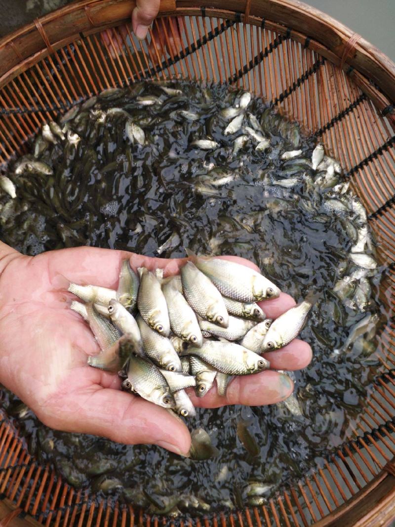 鲫鱼苗优质鱼苗，中科三号鲫鱼苗，全程技术指导服务