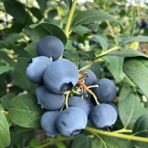 蓝莓云南高原露天新鲜水果顺丰航空125g*4盒装电商