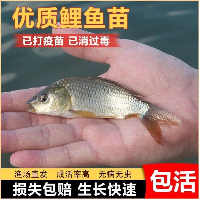 鲤鱼苗，保质保量，提供养殖技术，免费消毒，送鱼到塘