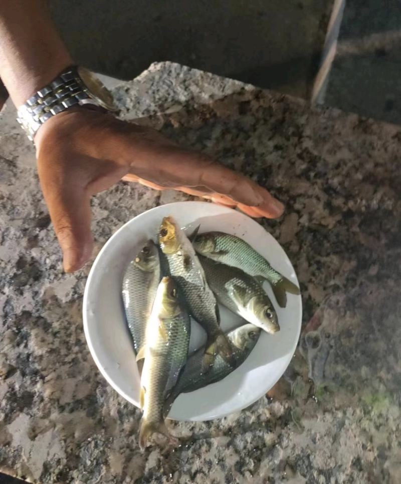鲤鱼苗，保质保量，提供养殖技术，免费消毒，送鱼到塘