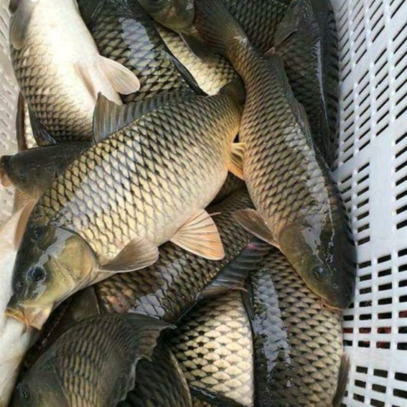 鲤鱼苗，保质保量，提供养殖技术，免费消毒，送鱼到塘