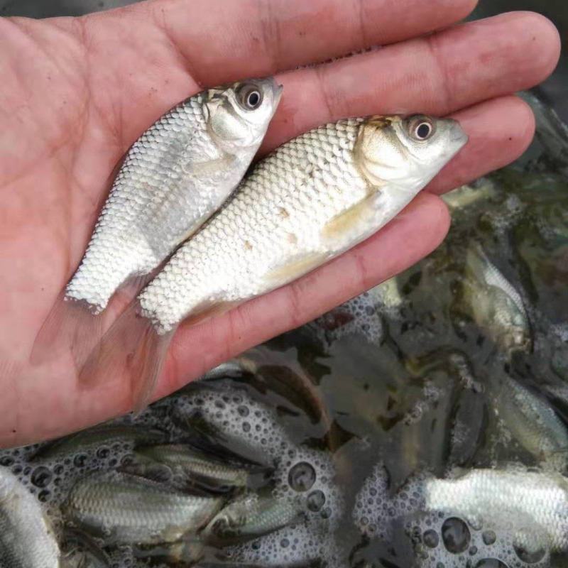 鲤鱼苗，保质保量，提供养殖技术，免费消毒，送鱼到塘