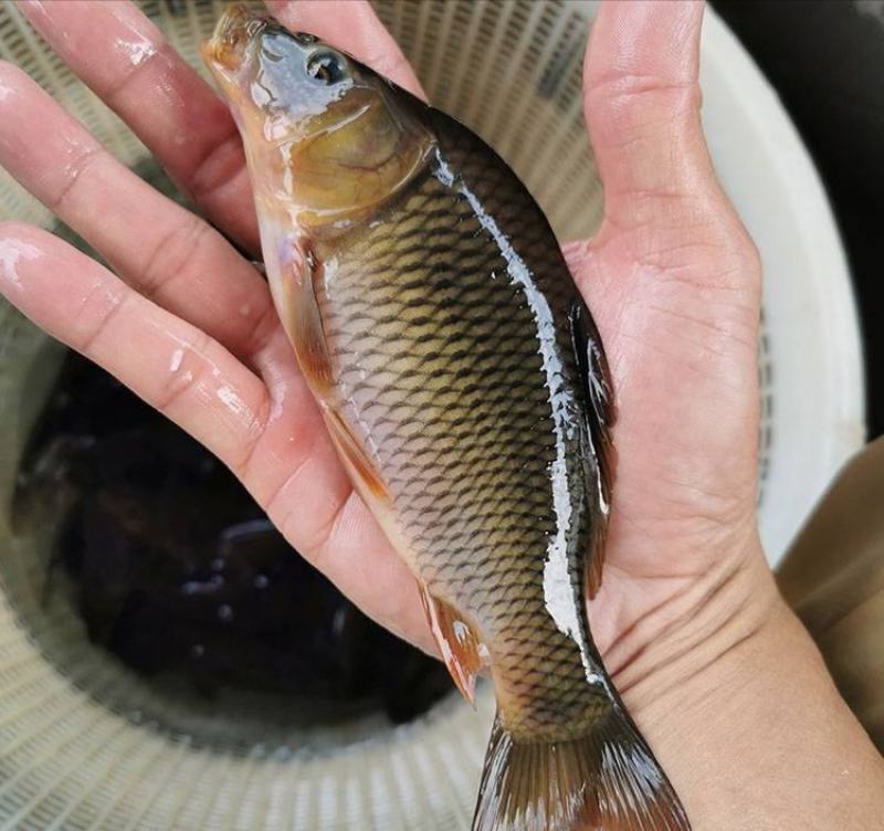 鲤鱼苗，保质保量，提供养殖技术，免费消毒，送鱼到塘
