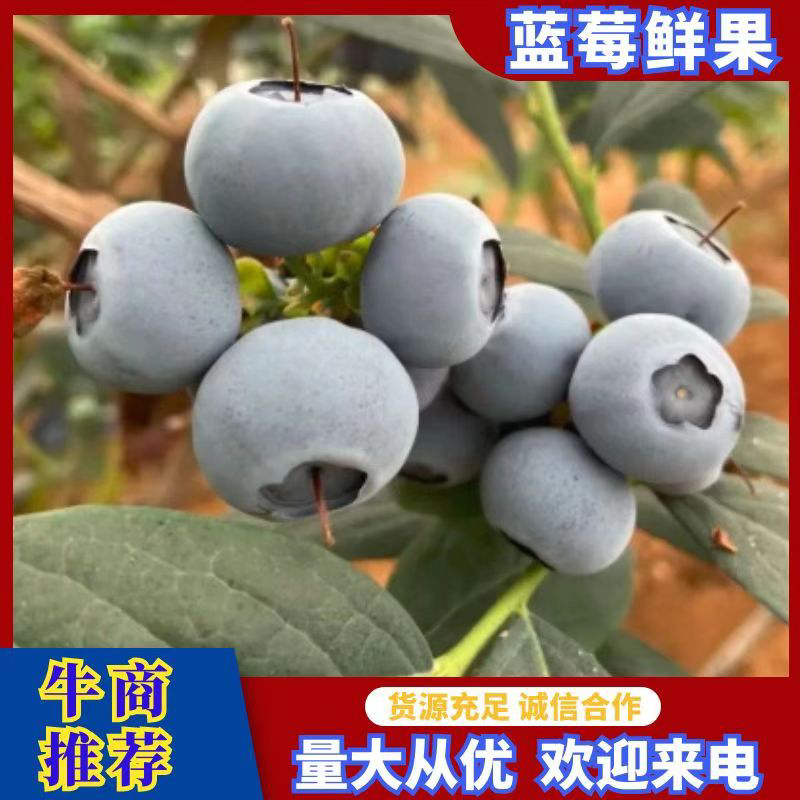 青岛蓝莓大量上市/打包成品/专业团队/保质保量