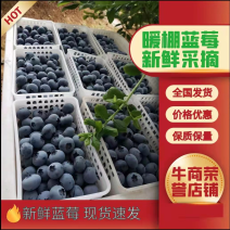 蓝莓鲜果花香蓝莓L11L25F6等新品上市鲜果
