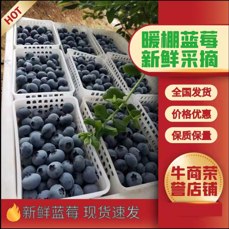 蓝莓鲜果花香蓝莓L11L25F6等新品上市鲜果