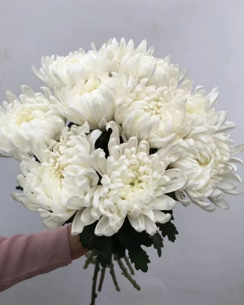 清明节扫墓黄白菊鲜切花基地直发，质量保证，现采现卖