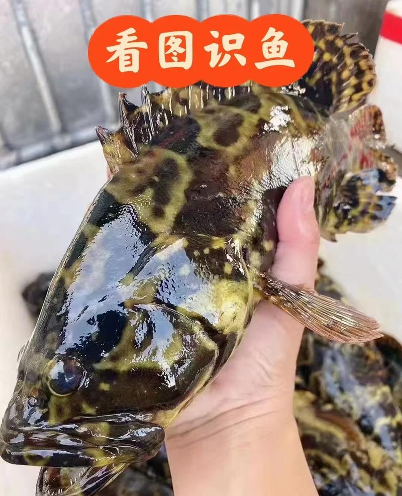 深海石斑鱼