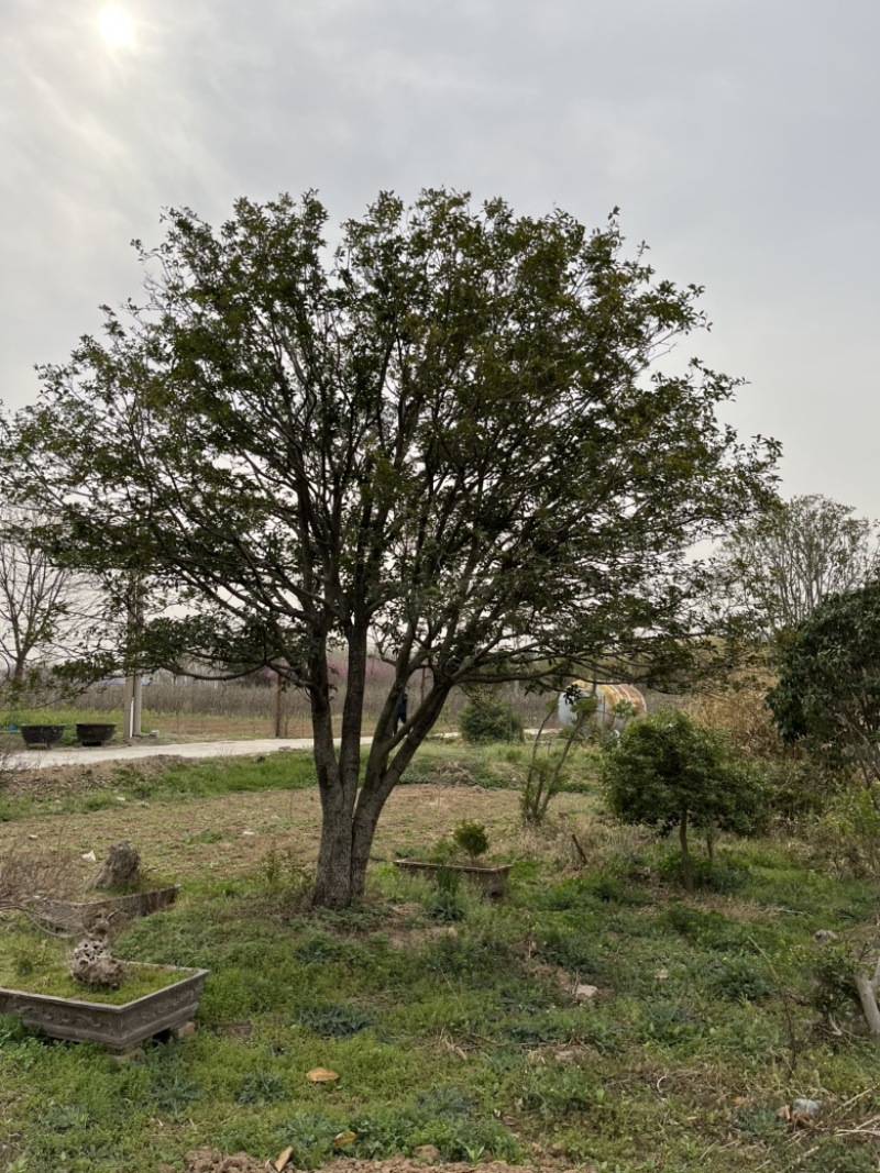 桂花树