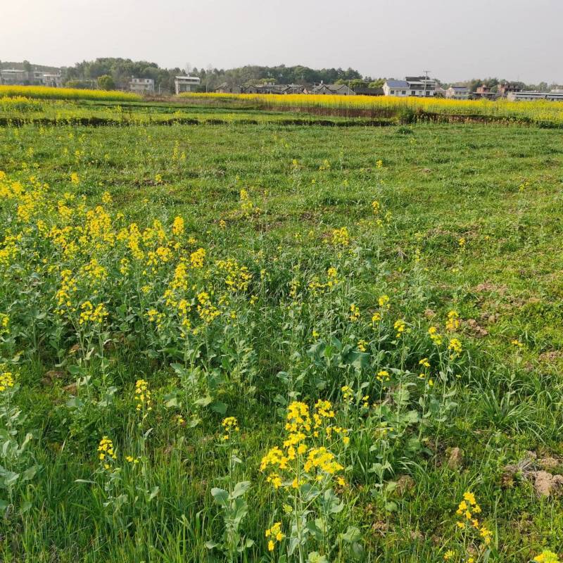 【农村土地】【出租】【可合同】【视频可看】