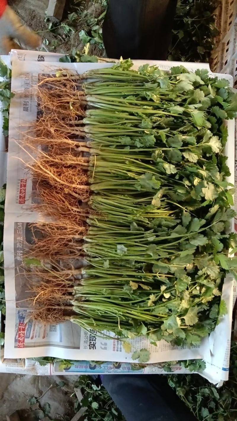 【香菜】电商平台精品香菜，大量供应，品质保证可视频看货